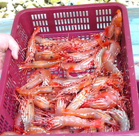 Basket of spot prawns.JPG